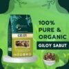 GILOY SABUT