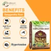 SARPGANDHA ROOT BENEFITS