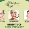 BENEFITS NEEM PATTA DRY