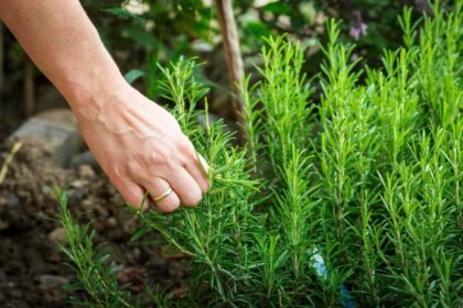 Rosemary benefits in hindi | रोज़मेरी के फ़ायदे | बालों को बनाये मजबूत