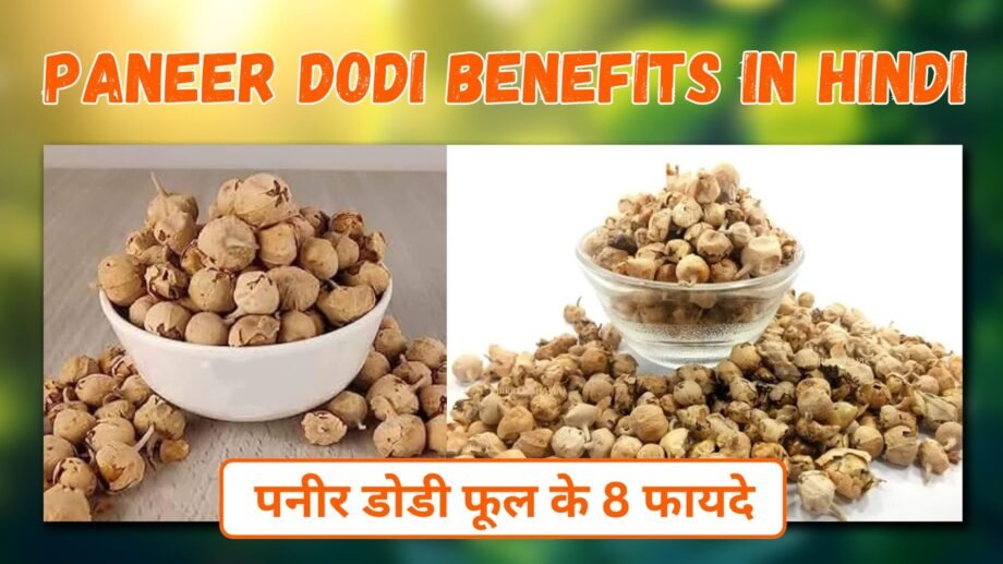 पनीर फूल के फायदे व उपयोग | Paneer Doda Benefits पनीर डोडा के फायदे
