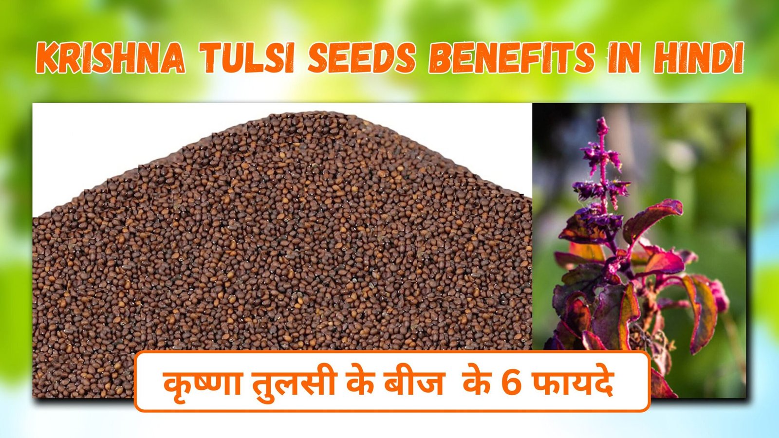 Krishna Tulsi Seed के फायदे और उपयोग