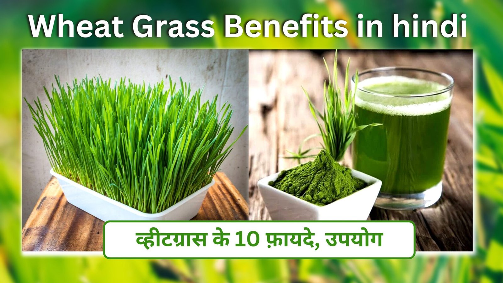 Wheat Grass Benefits In Hindi | व्हीटग्रास के 10 फ़ायदे, उपयोग