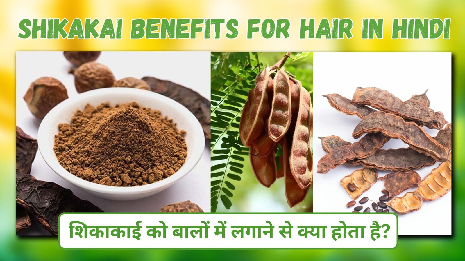 Shikakai benefits for hair in hindi | शिकाकाई को बालों में लगाने से क्या होता है?