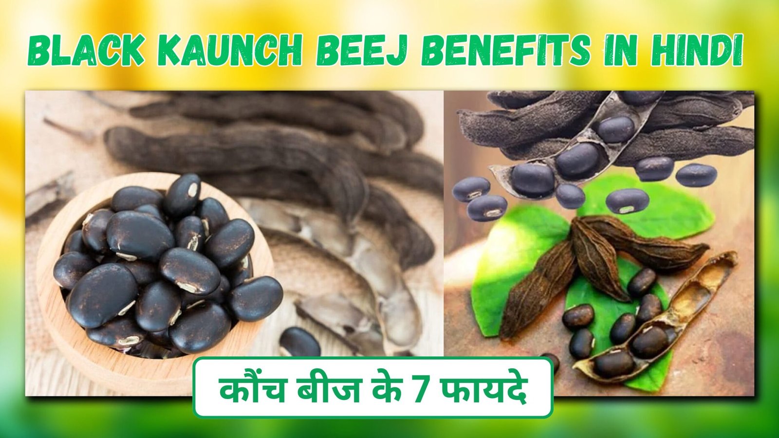Black Kaunch Beej Benefits in Hindi | कौंच बीज के फायदे