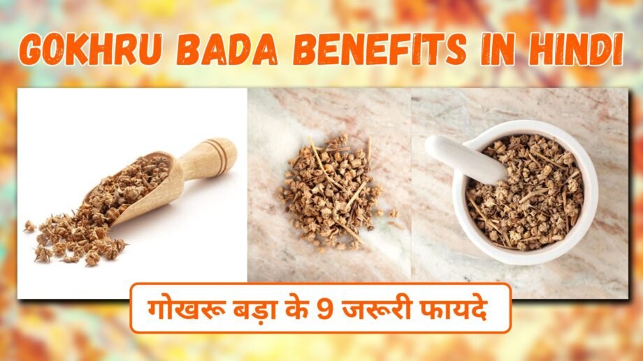 Gokhru Bada Benefits in hindi | गोखरू बड़ा के 9 जरूरी फायदे