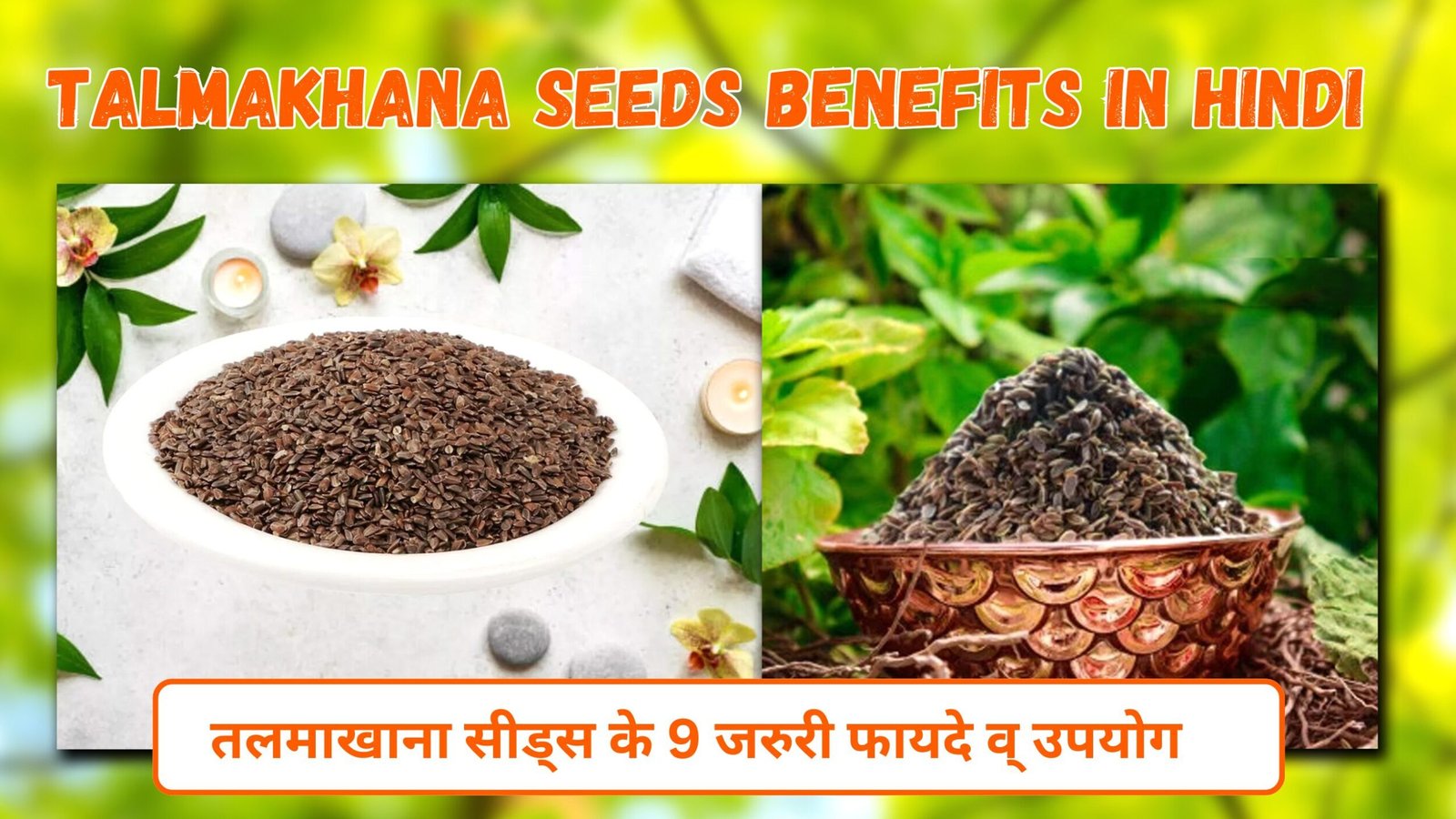 Talmakhana Seeds Benefits in Hindi | तलमाखाना सीड्स के 9 जरुरी फायदे व् उपयोग