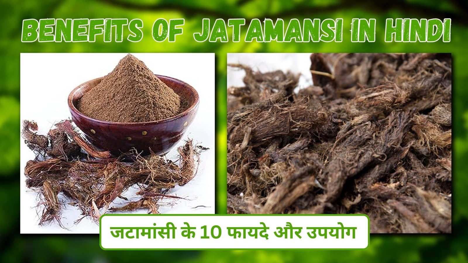Benefits of Jatamansi in hindi | जटामांसी के 10 फायदे और उपयोग