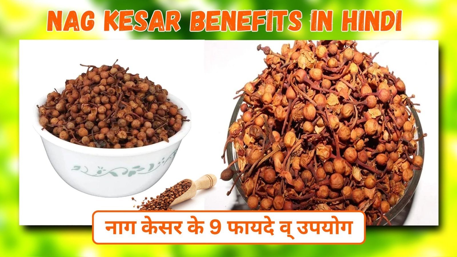 Nag Kesar Benefits in Hindi | नाग केसर के 9 फायदे व् उपयोग