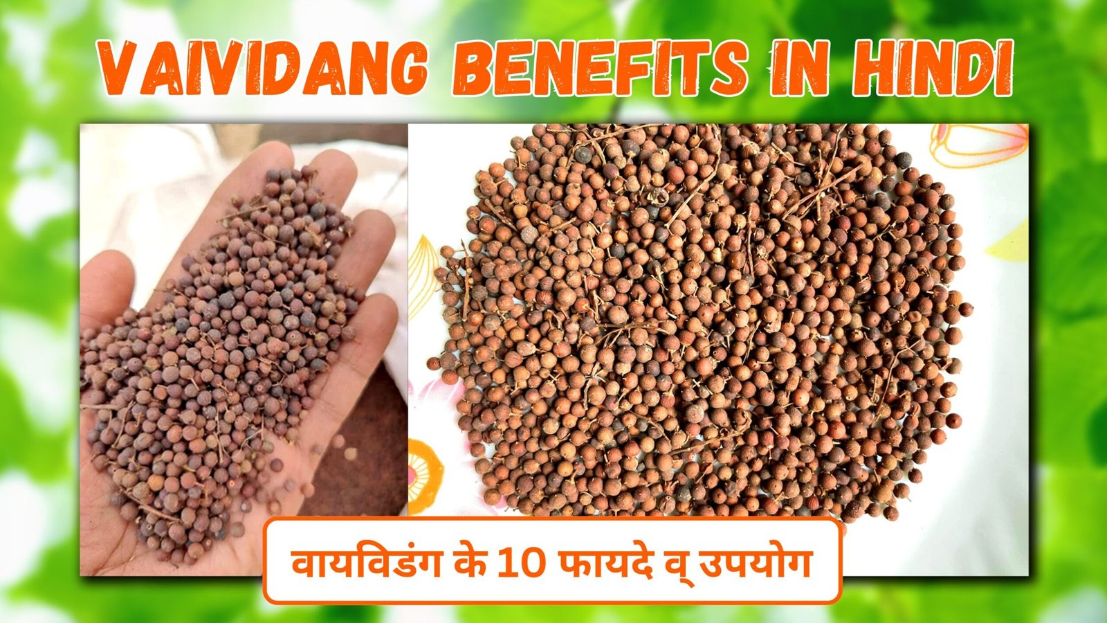 Vaividang Benefits in Hindi | वायविडंग के 10 फायदे व् उपयोग