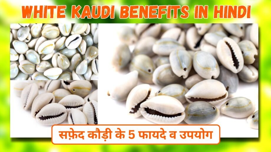 White Kaudi Benefits In Hindi | सफ़ेद कौड़ी के 5 फायदे व उपयोग