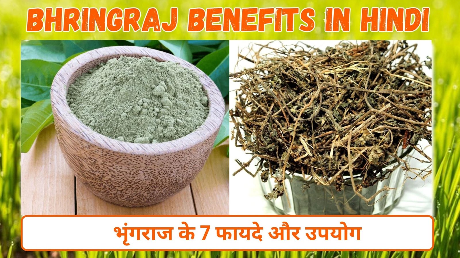 Bhringraj Benefits in Hindi : भृंगराज के 7 फायदे और उपयोग