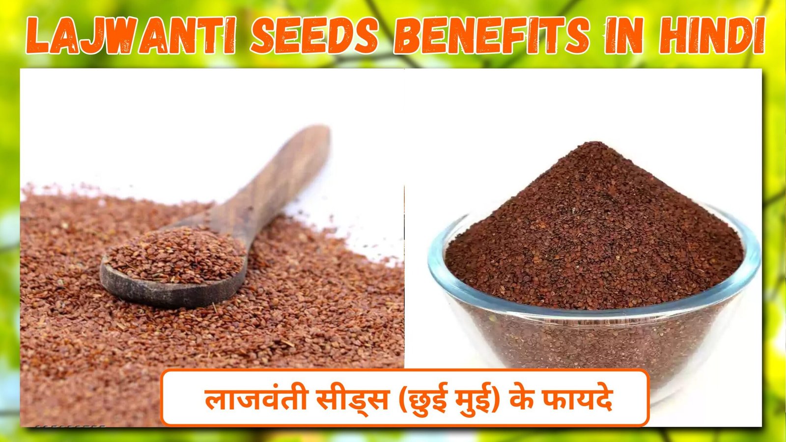 Lajwanti Seeds Benefits In Hindi | लाजवंती सीड्स (छुई मुई) के फायदे