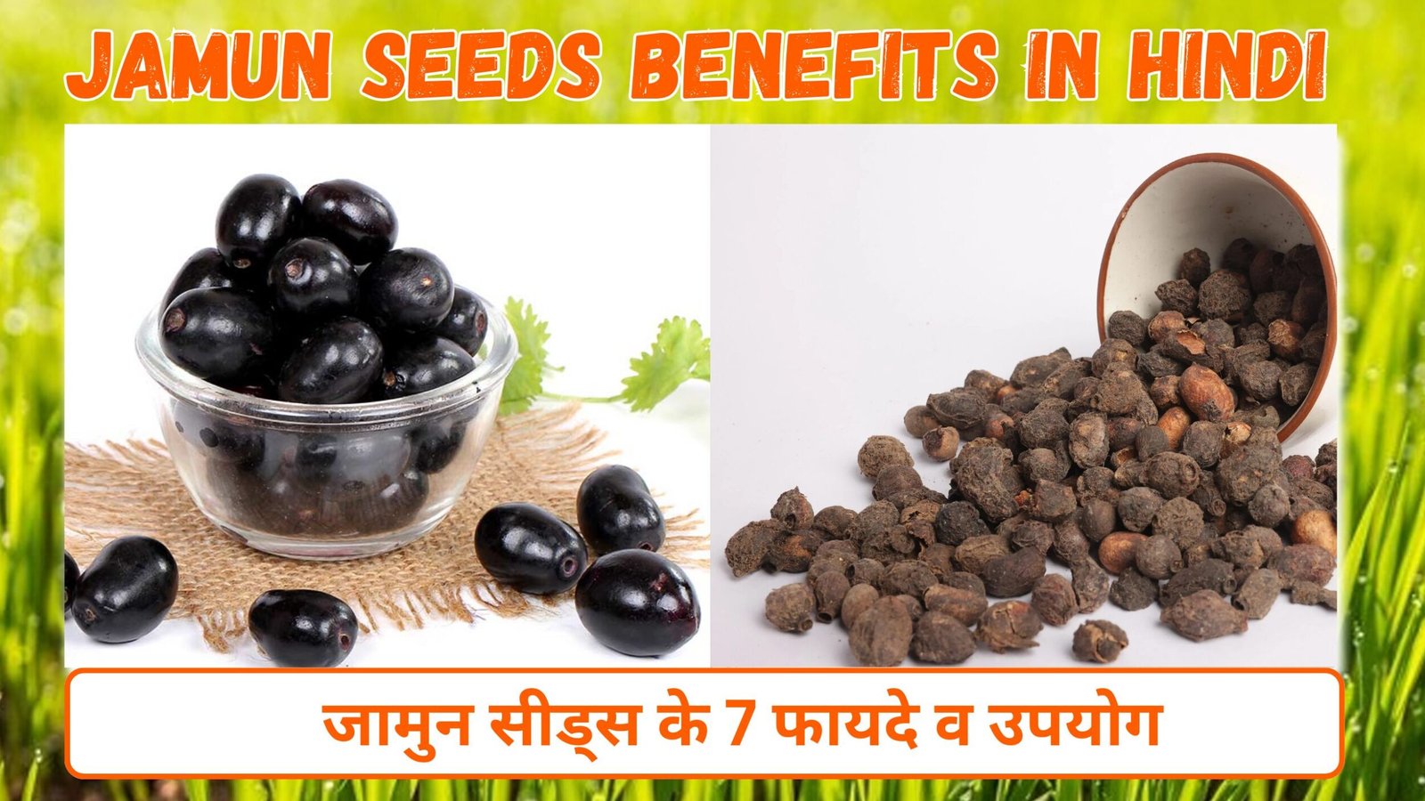 Jamun Seeds 7 Benefits In Hindi | जामुन सीड्स के फायदे और उपयोग