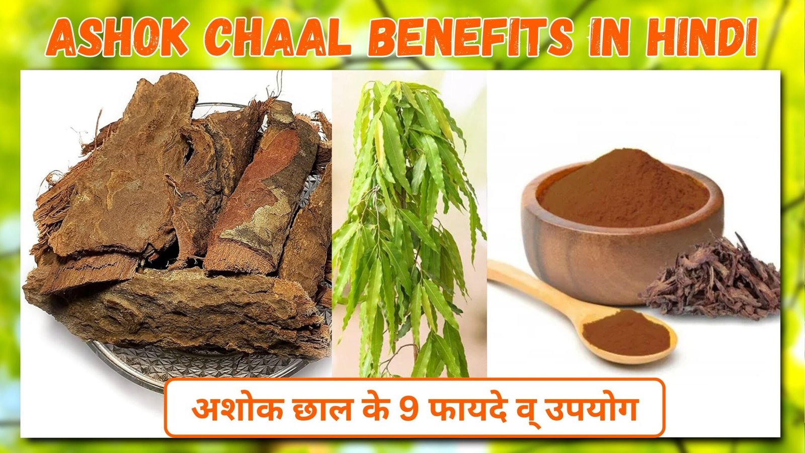 Ashok Chaal Benefits in Hindi | अशोक छाल के 9 फायदे व् उपयोग