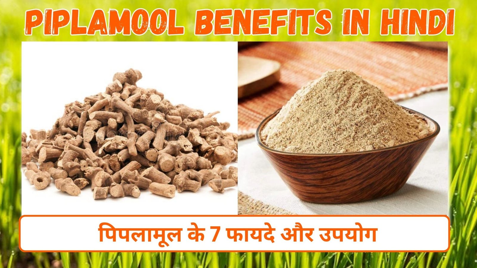 पिपलामूल के फायदे और उपयोग | 7 Benefits of Piplamool in hindi