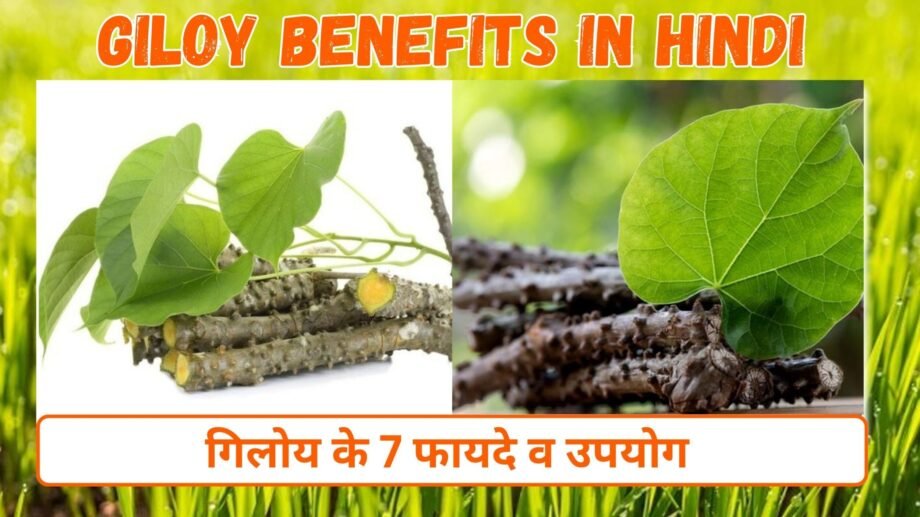 गिलोय के फायदे व उपयोग | 8 Giloy Benefits in Hindi