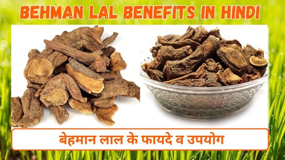 बेहमान लाल के फायदे व उपयोग | Behman Lal Benefits in Hindi | Behman Surkh