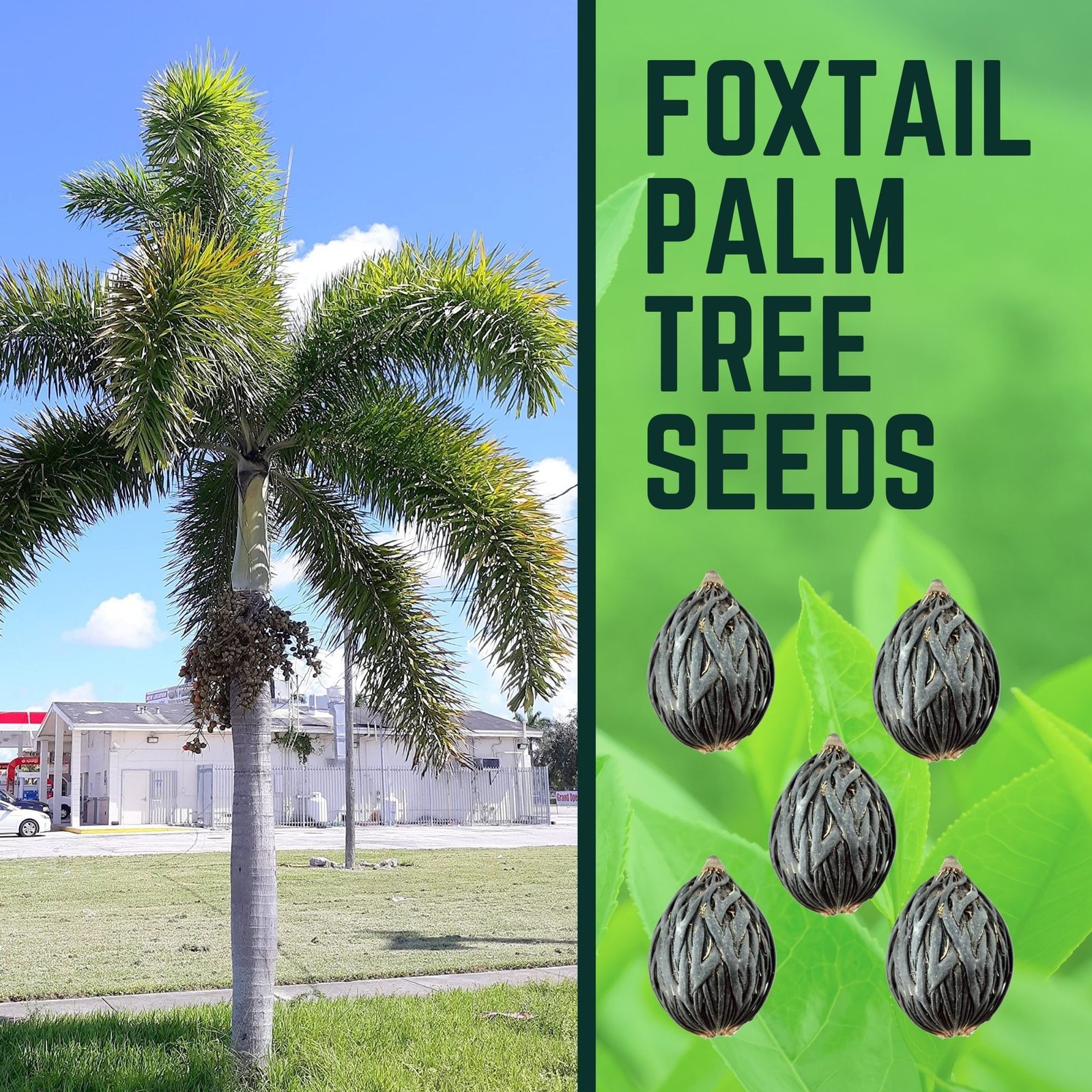 Foxtail Palm Seed