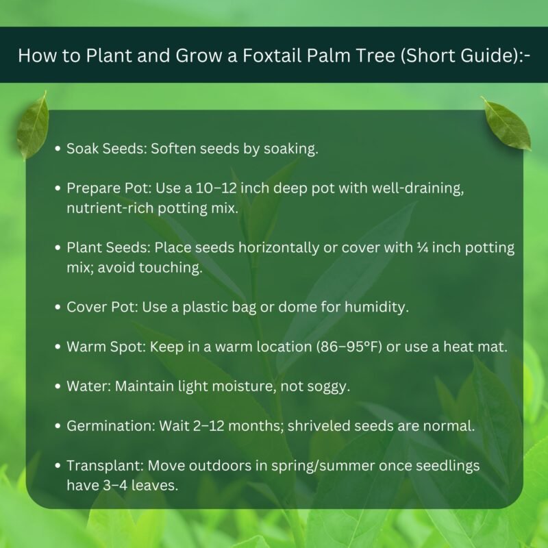 Foxtail Palm Seed