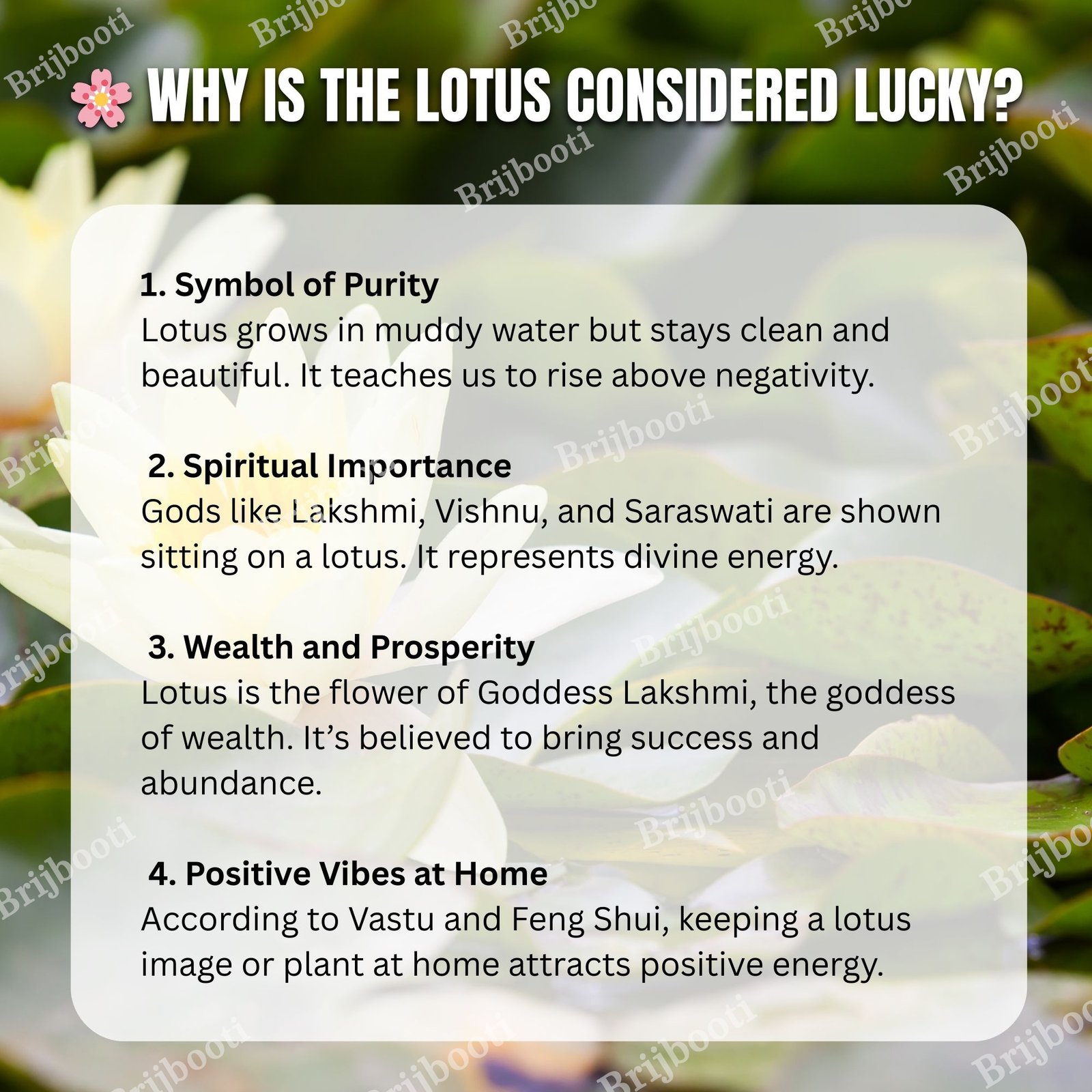 Kamal Seeds Lotus Seeds