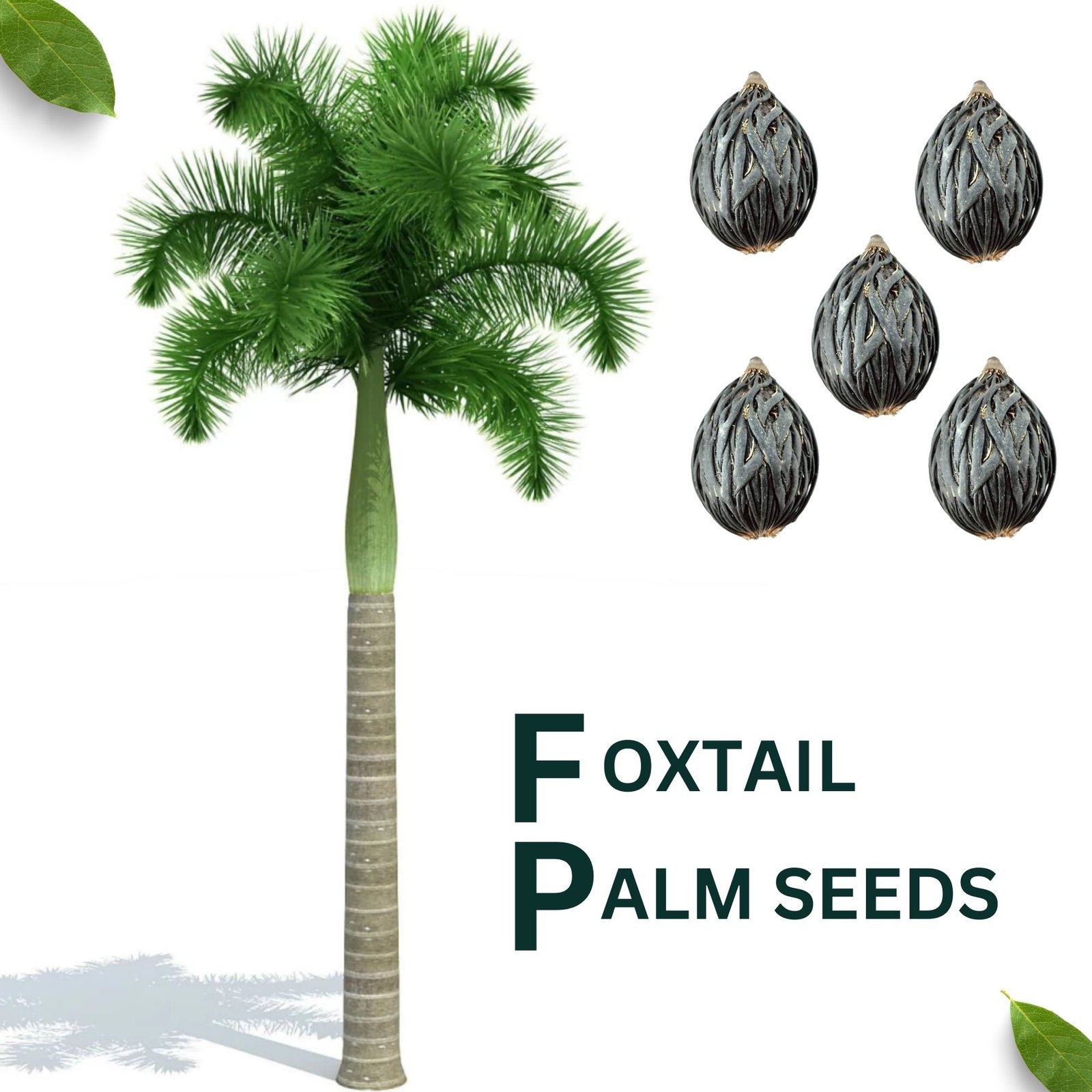 Foxtail Palm Seed