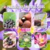 Kamal Seeds Lotus Seeds