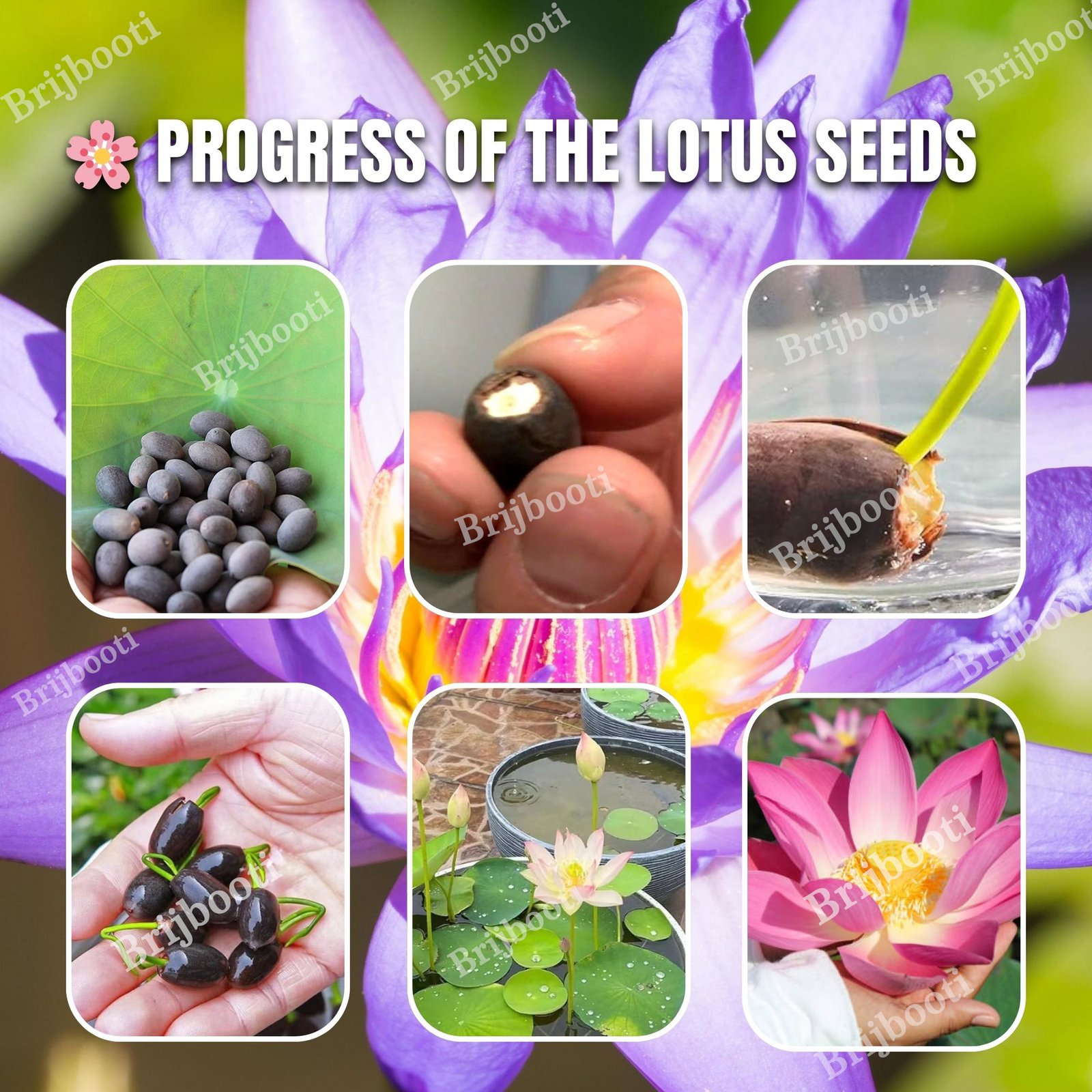 Kamal Seeds Lotus Seeds