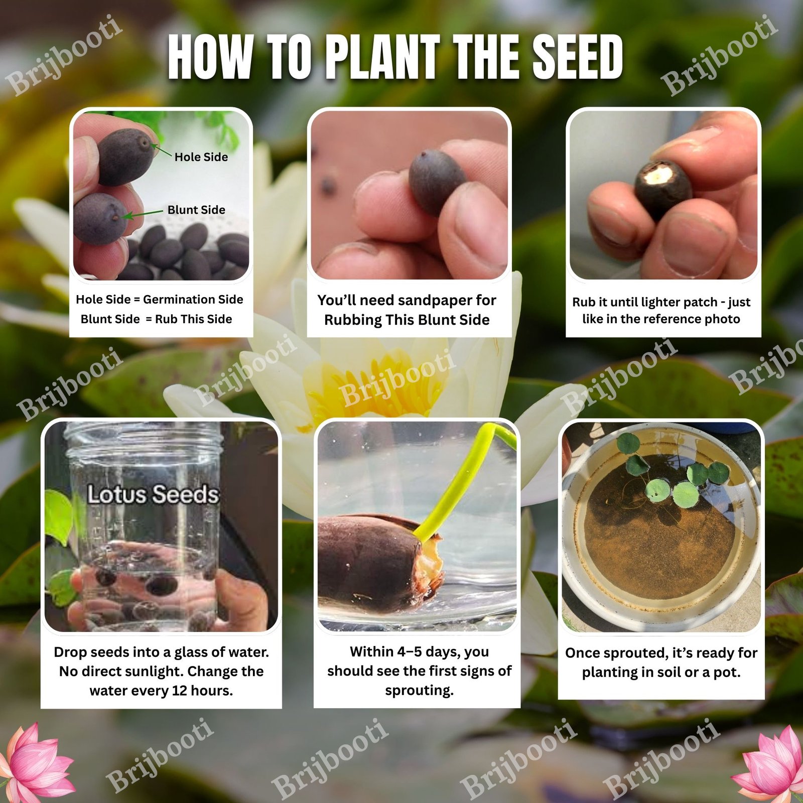 Kamal Seeds Lotus Seeds