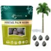 Foxtail Palm Seed
