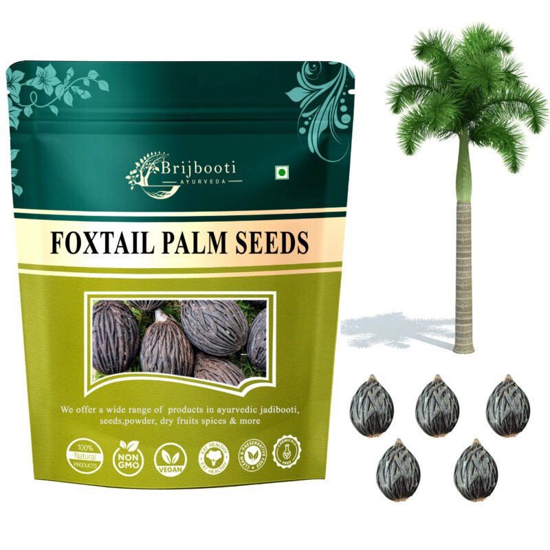 Foxtail Palm Seed
