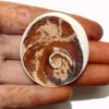 Gomati Chakra Big