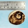 Gomati Chakra Big