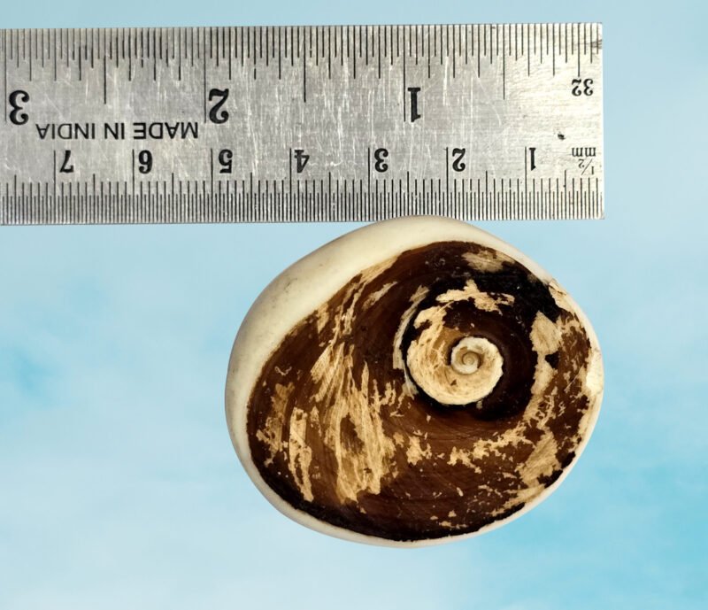 Gomati Chakra Big