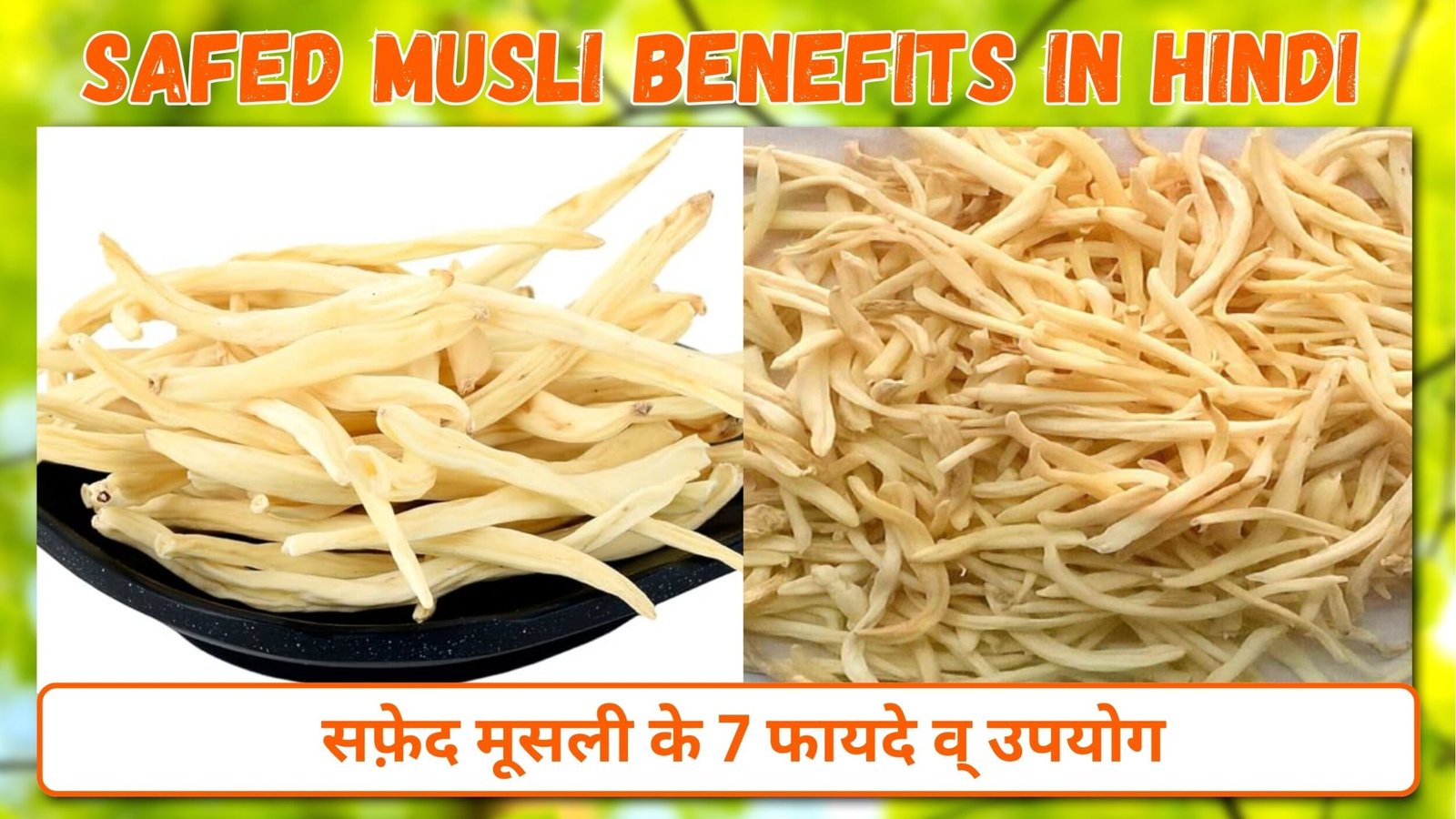 सफ़ेद मूसली के फायदे और उपयोग | 7 Safed Musli Benefits in Hindi