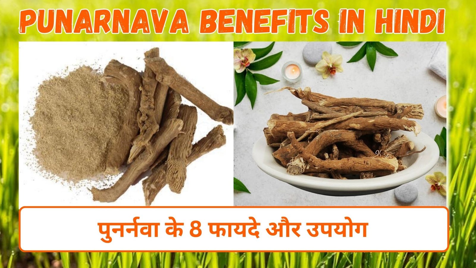 पुनर्नवा के फायदे और उपयोग | 8 Punarnava Benefits in Hindi