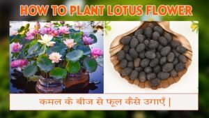 कमल के बीज से फूल कैसे उगाएँ | How to Plant Lotus Flower