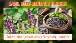 Basil Seed Benefits in hindi | बेसिल सीड (सब्जा बीज) के फायदे, उपयोग और सही तरीका