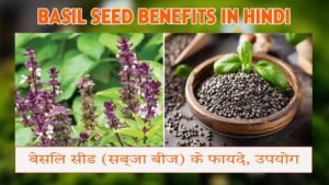 Basil Seed Benefits in hindi | बेसिल सीड (सब्जा बीज) के फायदे, उपयोग और सही तरीका