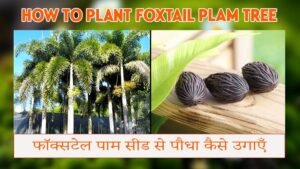 फॉक्सटेल पाम सीड से पौधा कैसे उगाएँ | How to Plant Foxtail Plam Tree