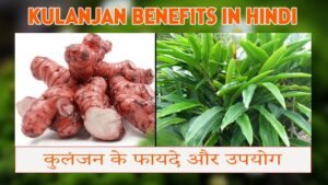 Kulanjan Benefits in Hindi | कुलंजन के फायदे और उपयोग