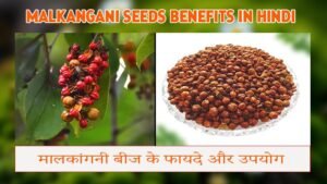 Malkangani Seeds Benefits in hindi | मालकांगनी बीज के फायदे और उपयोग