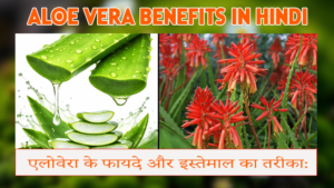 Aloe Vera के फायदे: त्वचा और बालों के लिए एलोवेरा के फायदे और इस्तेमाल का तरीका